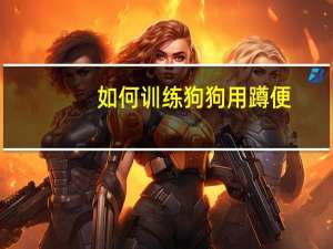 如何训练狗狗用蹲便