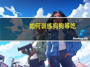 如何训练狗狗等吃