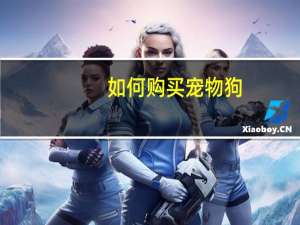 如何购买宠物狗