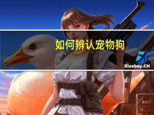 如何辨认宠物狗