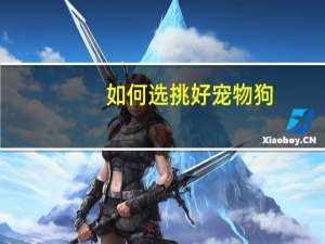 如何选挑好宠物狗