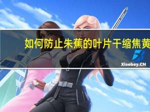 如何防止朱蕉的叶片干缩焦黄