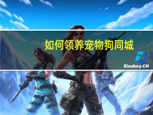 如何领养宠物狗同城
