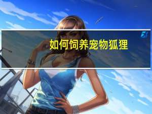 如何饲养宠物狐狸