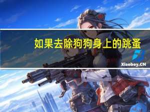 如果去除狗狗身上的跳蚤