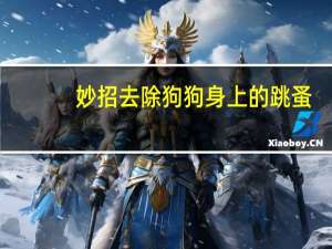 妙招去除狗狗身上的跳蚤