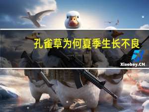 孔雀草为何夏季生长不良