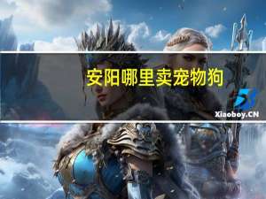 安阳哪里卖宠物狗