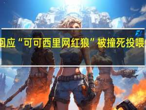 官方回应“可可西里网红狼”被撞死 投喂行为引反思