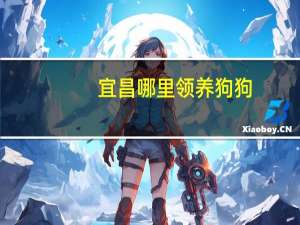 宜昌哪里领养狗狗