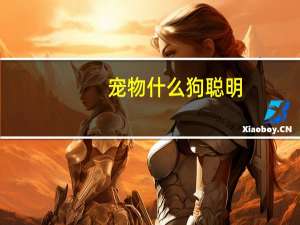 宠物什么狗聪明
