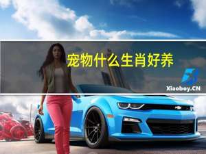 宠物什么生肖好养