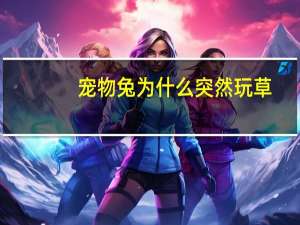 宠物兔为什么突然玩草