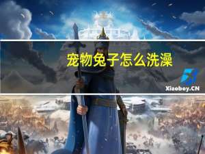 宠物兔子怎么洗澡