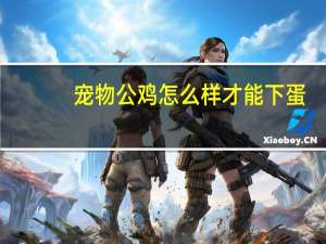 宠物公鸡怎么样才能下蛋