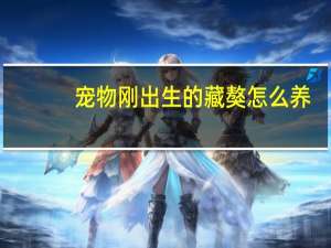 宠物刚出生的藏獒怎么养