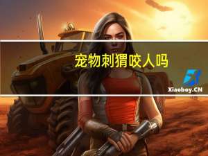 宠物刺猬咬人吗