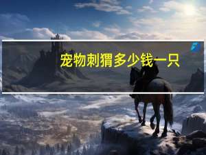 宠物刺猬多少钱一只