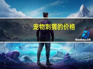 宠物刺猬的价格