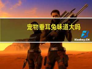 宠物垂耳兔味道大吗