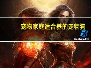 宠物家庭适合养的宠物狗