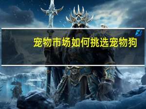 宠物市场如何挑选宠物狗