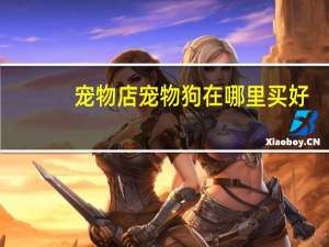 宠物店宠物狗在哪里买好