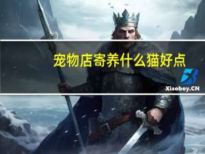 宠物店寄养什么猫好点