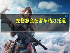 宠物怎么在客车站办托运