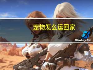 宠物怎么运回家