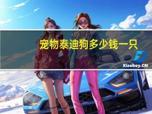 宠物泰迪狗多少钱一只