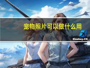 宠物照片可以做什么用