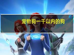 宠物狗一千以内的狗