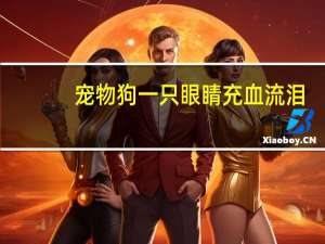 宠物狗一只眼睛充血流泪