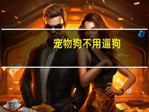 宠物狗不用遛狗