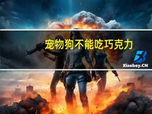 宠物狗不能吃巧克力