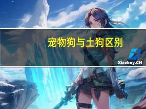 宠物狗与土狗区别