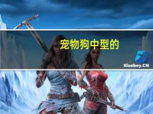 宠物狗中型的