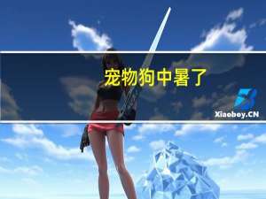 宠物狗中暑了
