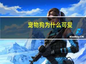 宠物狗为什么可爱