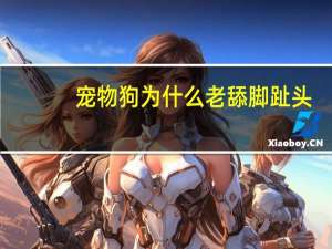 宠物狗为什么老舔脚趾头
