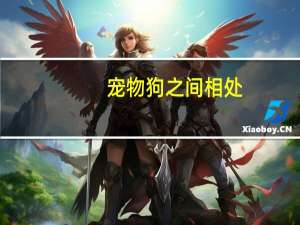 宠物狗之间相处