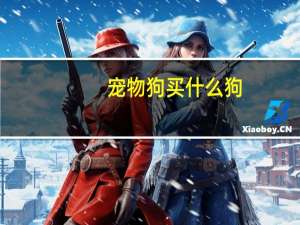 宠物狗买什么狗