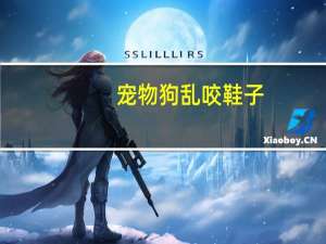 宠物狗乱咬鞋子