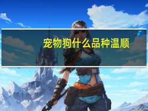 宠物狗什么品种温顺