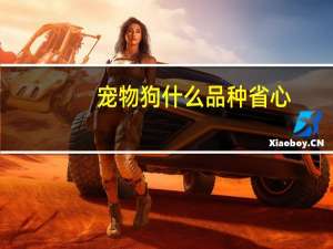 宠物狗什么品种省心