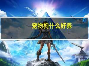 宠物狗什么好养