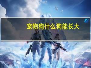 宠物狗什么狗能长大