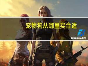 宠物狗从哪里买合适