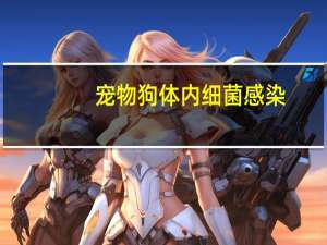 宠物狗体内细菌感染